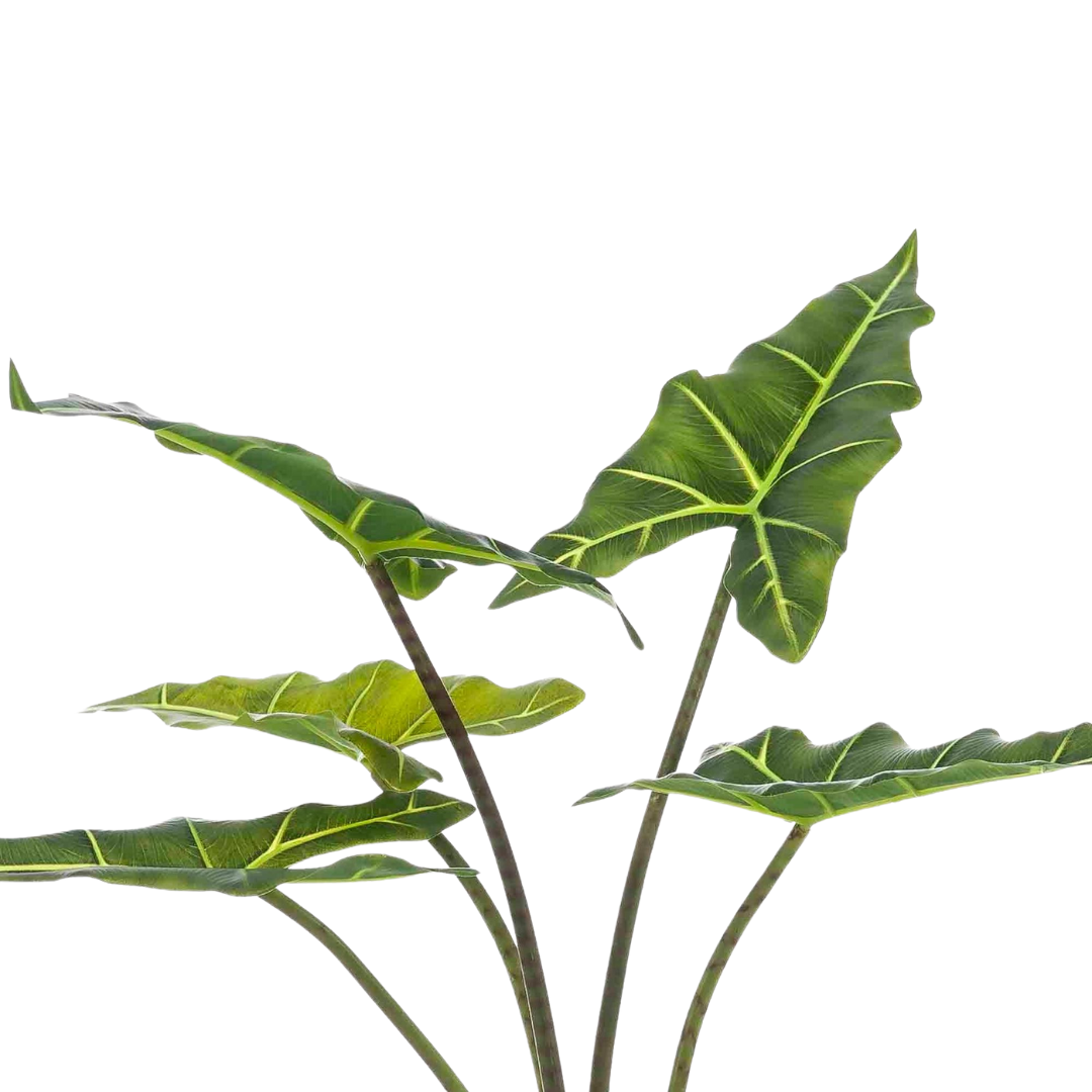 Kunstplant - Alocasia Frydek - 80-100 cm