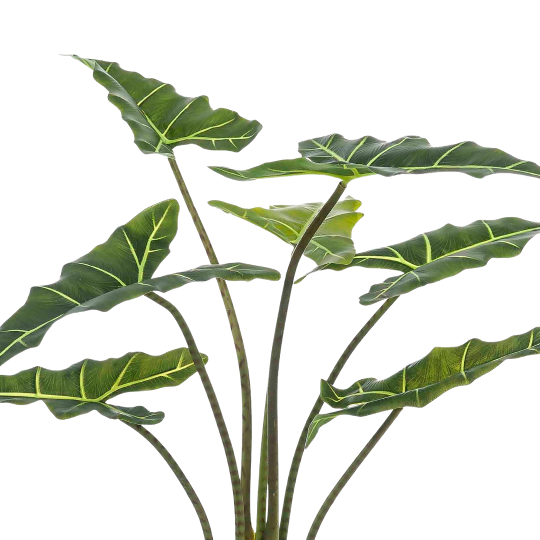 Kunstplant - Alocasia Frydek - 80-100 cm