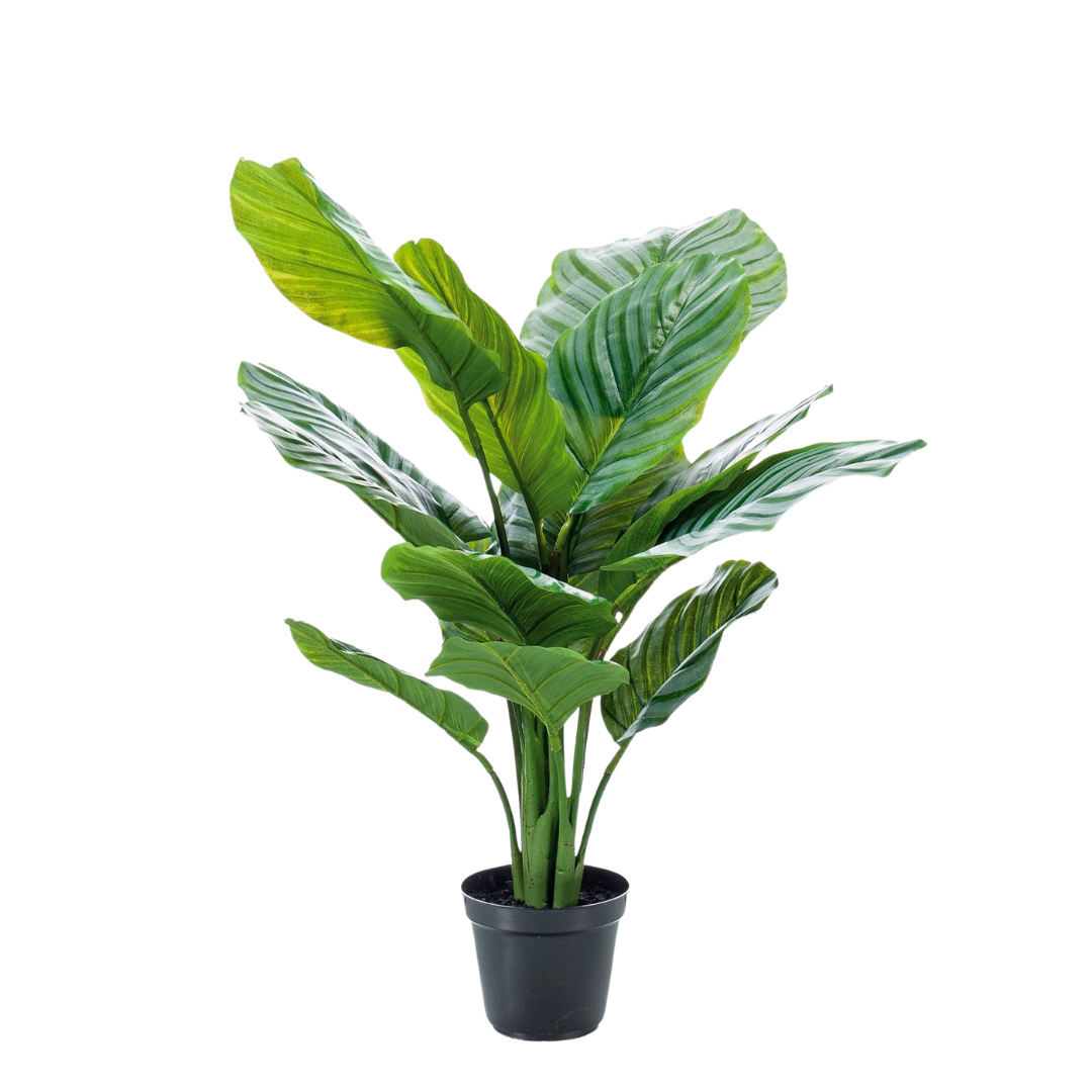 Kunstplant - Calathea Orbifolia - 60 cm