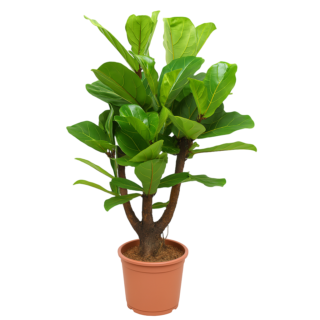 Ficus Lyrata vertakt | ↕120 cm | Ø27 cm