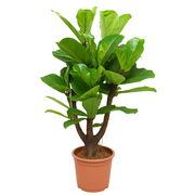 Ficus Lyrata vertakt | ↕120 cm | Ø27 cm