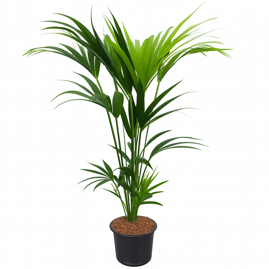 Howea Forsteriana | ↕130cm | Ø21 cm