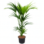 Howea Forsteriana | ↕130cm | Ø21 cm