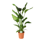 Strelitzia Nicolai | ↕110 cm | Ø24 cm