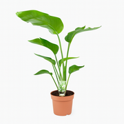 Strelitzia Nicolai | ↕90 cm | Ø21 cm