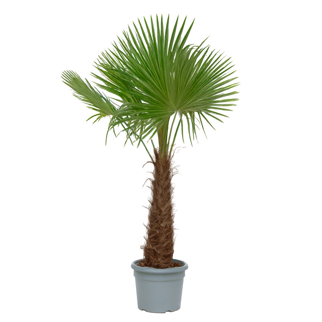 Trachycarpus Fortunei | ↕250 cm | Ø55 cm