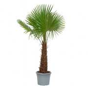 Trachycarpus Fortunei | ↕250 cm | Ø55 cm