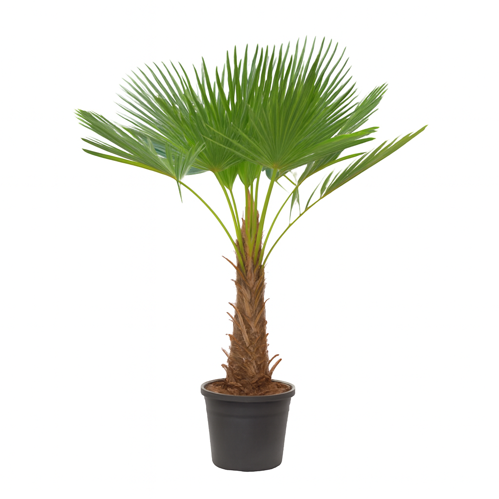 Trachycarpus Fortuneii | ↕190 cm | Ø40 cm