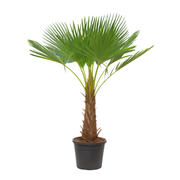 Trachycarpus Fortuneii | ↕190 cm | Ø40 cm