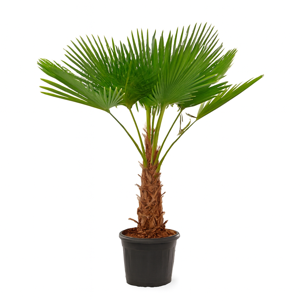 Trachycarpus Wagnerianus | ↕130 cm | Ø30 cm