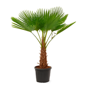 Trachycarpus Wagnerianus | ↕130 cm | Ø30 cm