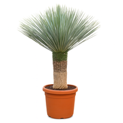 Yucca Rostrata | ↕150 cm | Ø55 cm