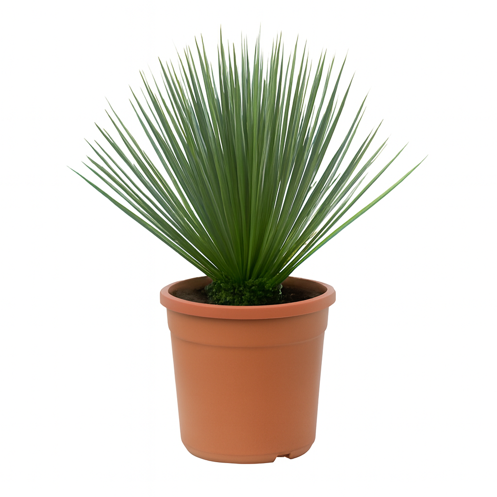 Yucca Rostrata | ↕60 cm | Ø24 cm