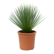 Yucca Rostrata | ↕60 cm | Ø24 cm