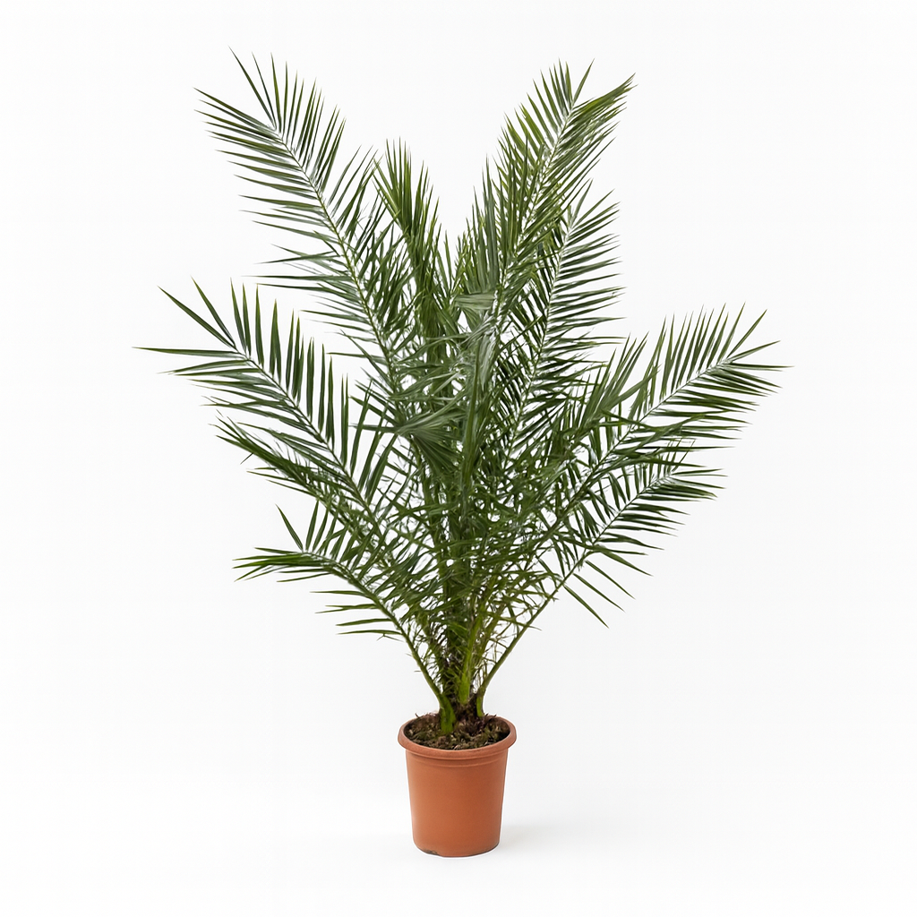 Phoenix Canariensis | ↕180 cm | Ø24 cm