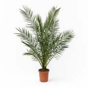 Phoenix Canariensis | ↕180 cm | Ø24 cm