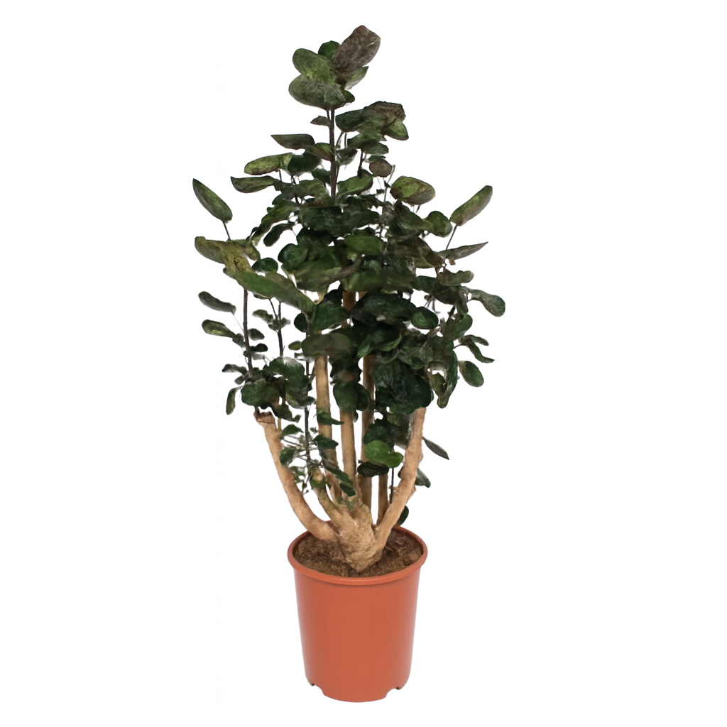 Polyscias Fabian | ↑130 cm | Ø27 cm