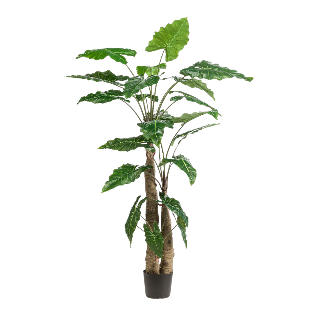 Kunstplant - Alocasia - 70-180 cm