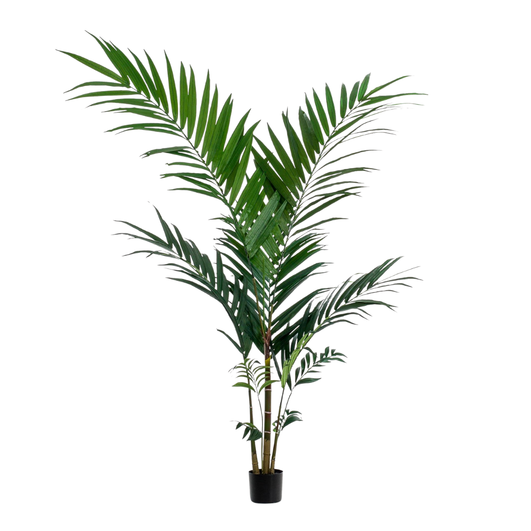 Kunstplant - Kentia Palm - 150-180 cm