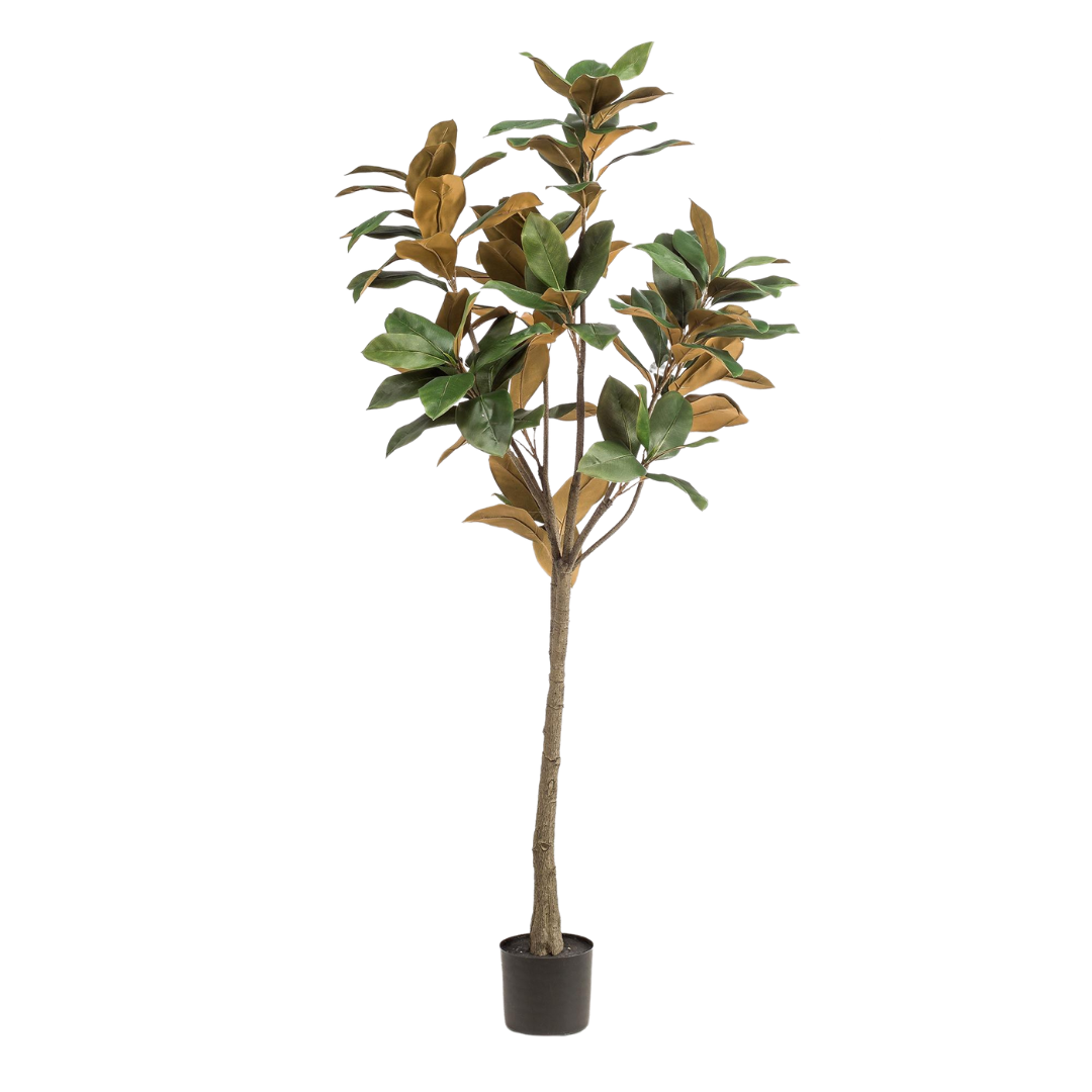 Kunstplant - Magnolia Grandiflora - 150-180 cm