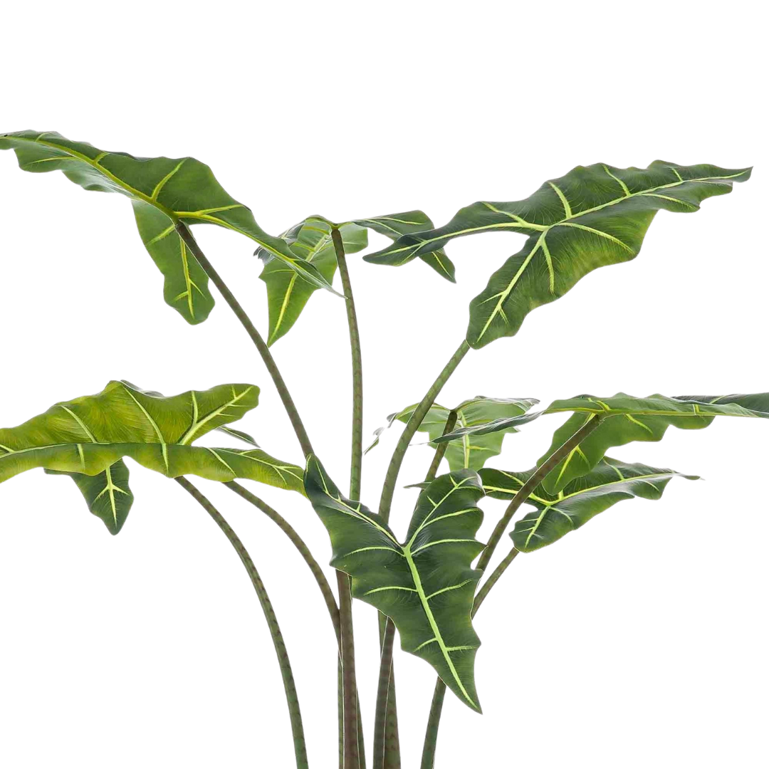 Kunstplant - Alocasia Frydek - 80-100 cm