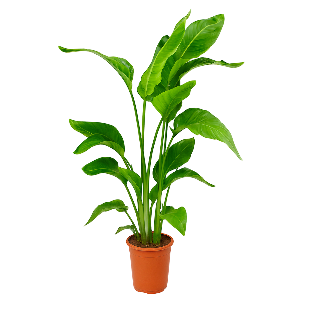 Strelitzia Nicolai | ↕90 cm | Ø17 cm