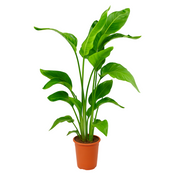 Strelitzia Nicolai | ↕90 cm | Ø17 cm