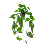 Kunstplant | Philodendron Scandens | ↕80 cm