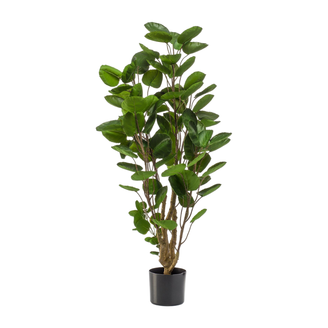 Kunstplant | Polyscias | ↕105 cm