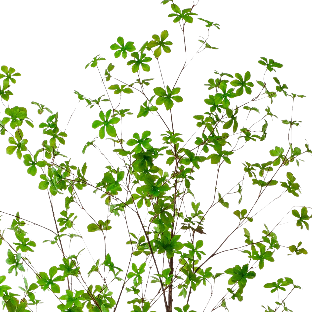 Kunstplant | Tropaeolum Speciosum | ↕210 cm