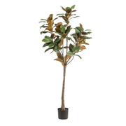 Kunstplant | Magnolia Grandiflora | ↕150 cm