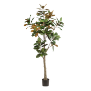 Kunstplant | Magnolia Grandiflora | ↕180 cm