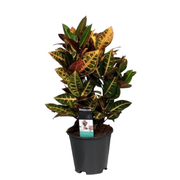 Croton Petra | ↕55 cm | Ø17 cm