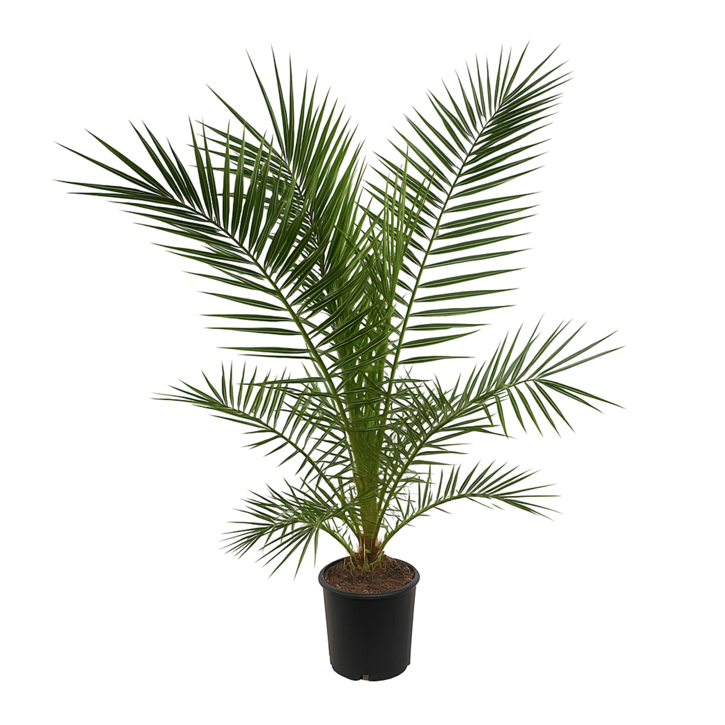Phoenix Canariensis | ↕160 cm | Ø22 cm