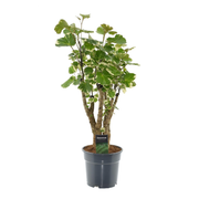 Polyscias Balfouriana | ↕50 cm | Ø17 cm