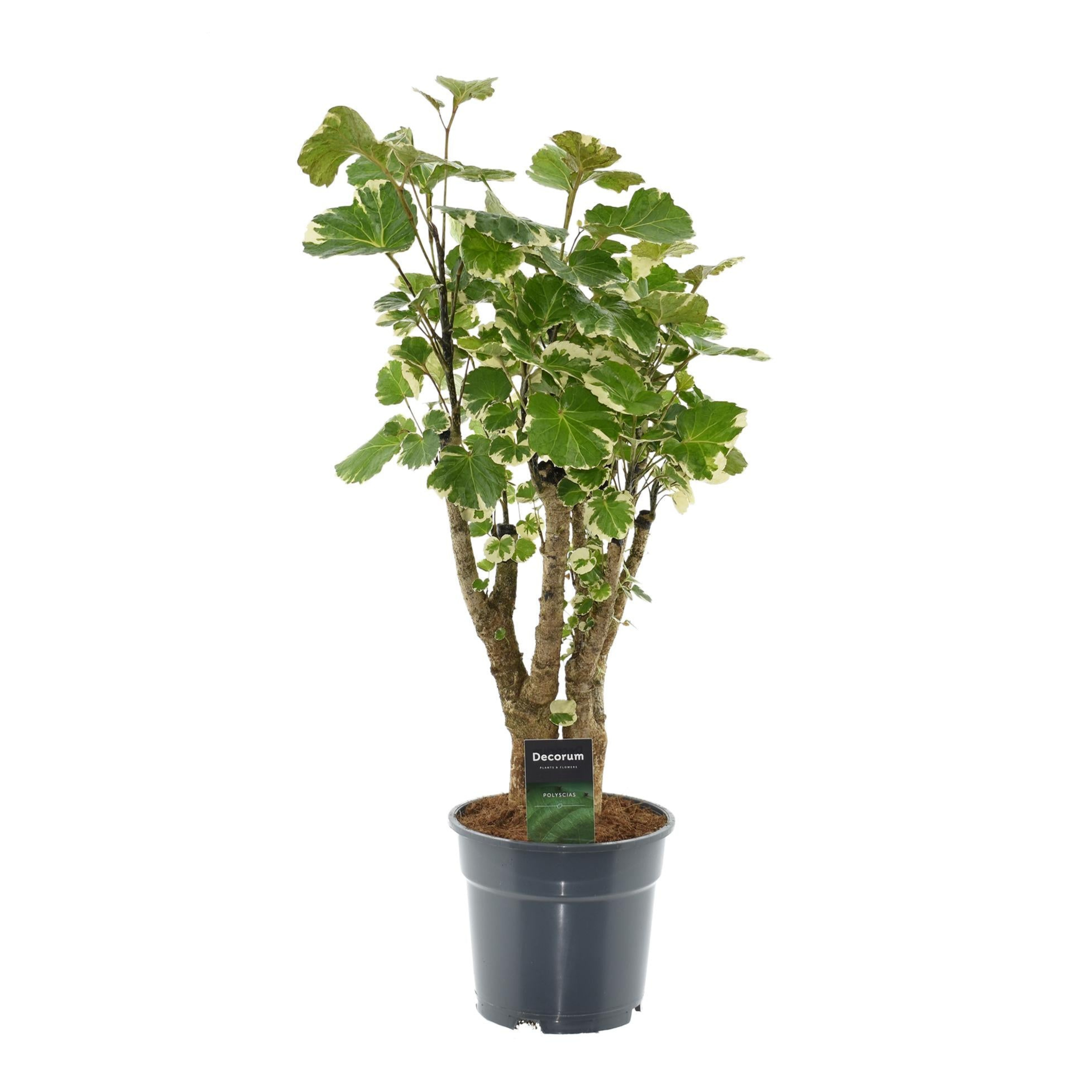 Polyscias Balfouriana | ↕50 cm | Ø17 cm