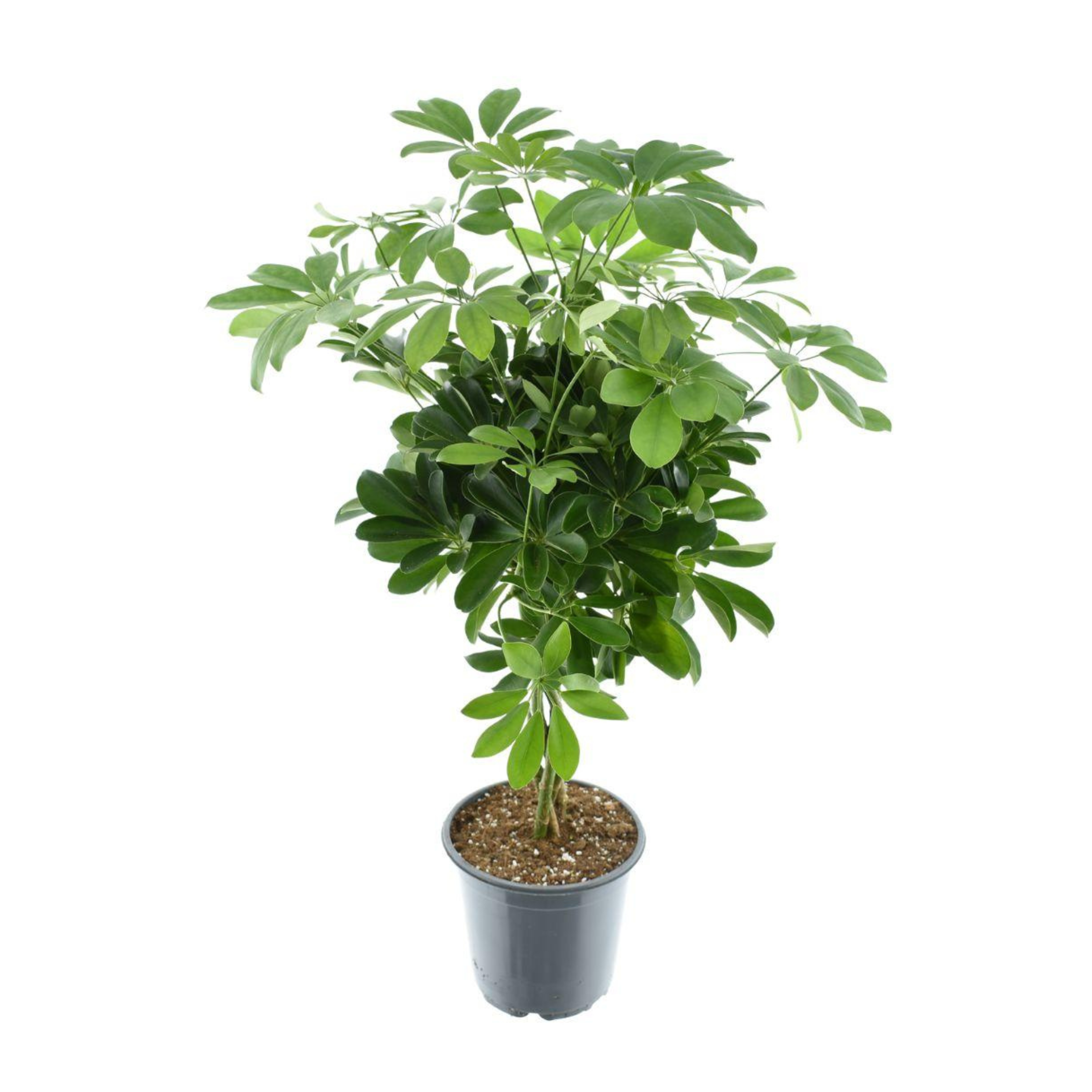 Schefflera Compacta Nora | ↕75 cm | Ø21 cm