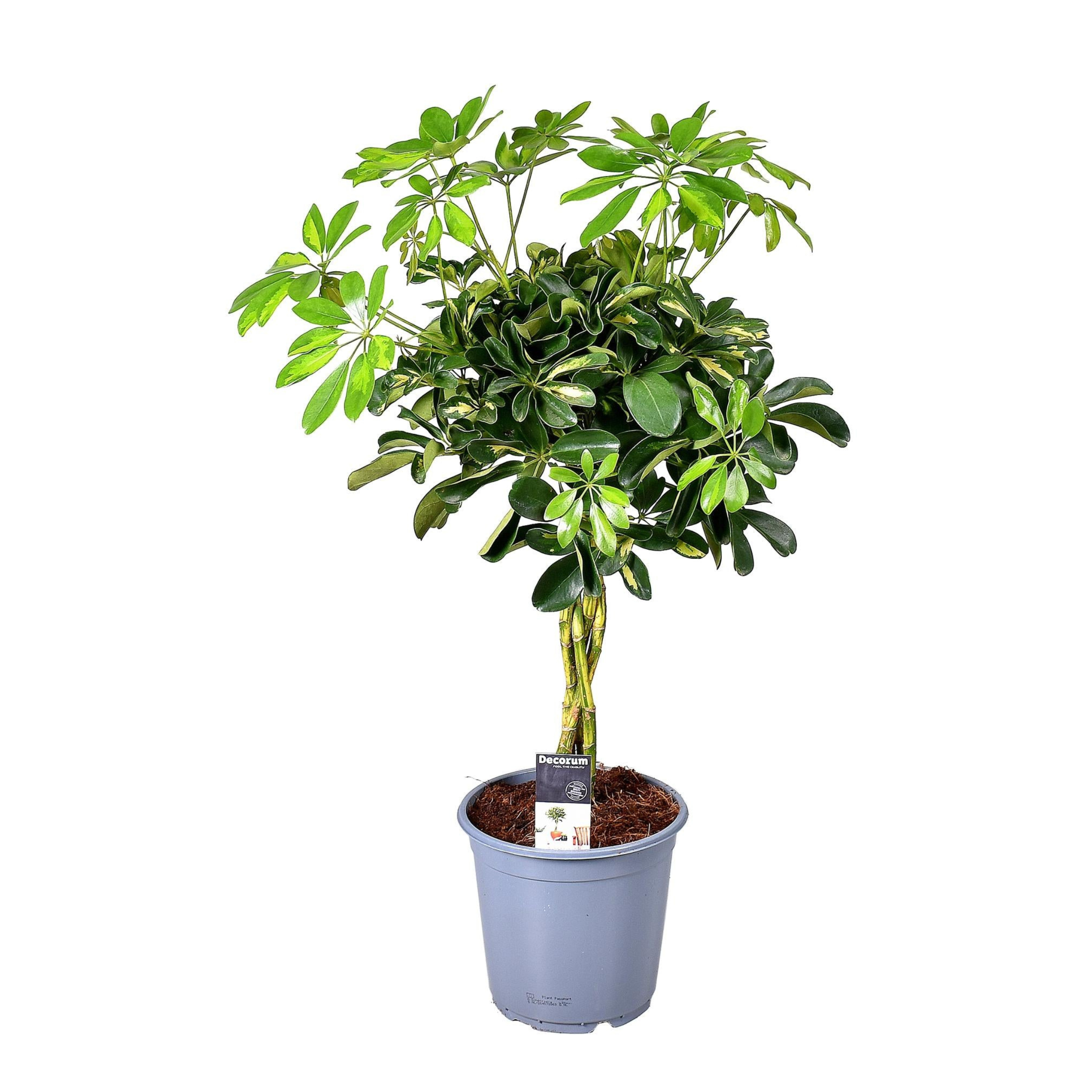 Schefflera Gold Capella | ↕75 cm | Ø21 cm