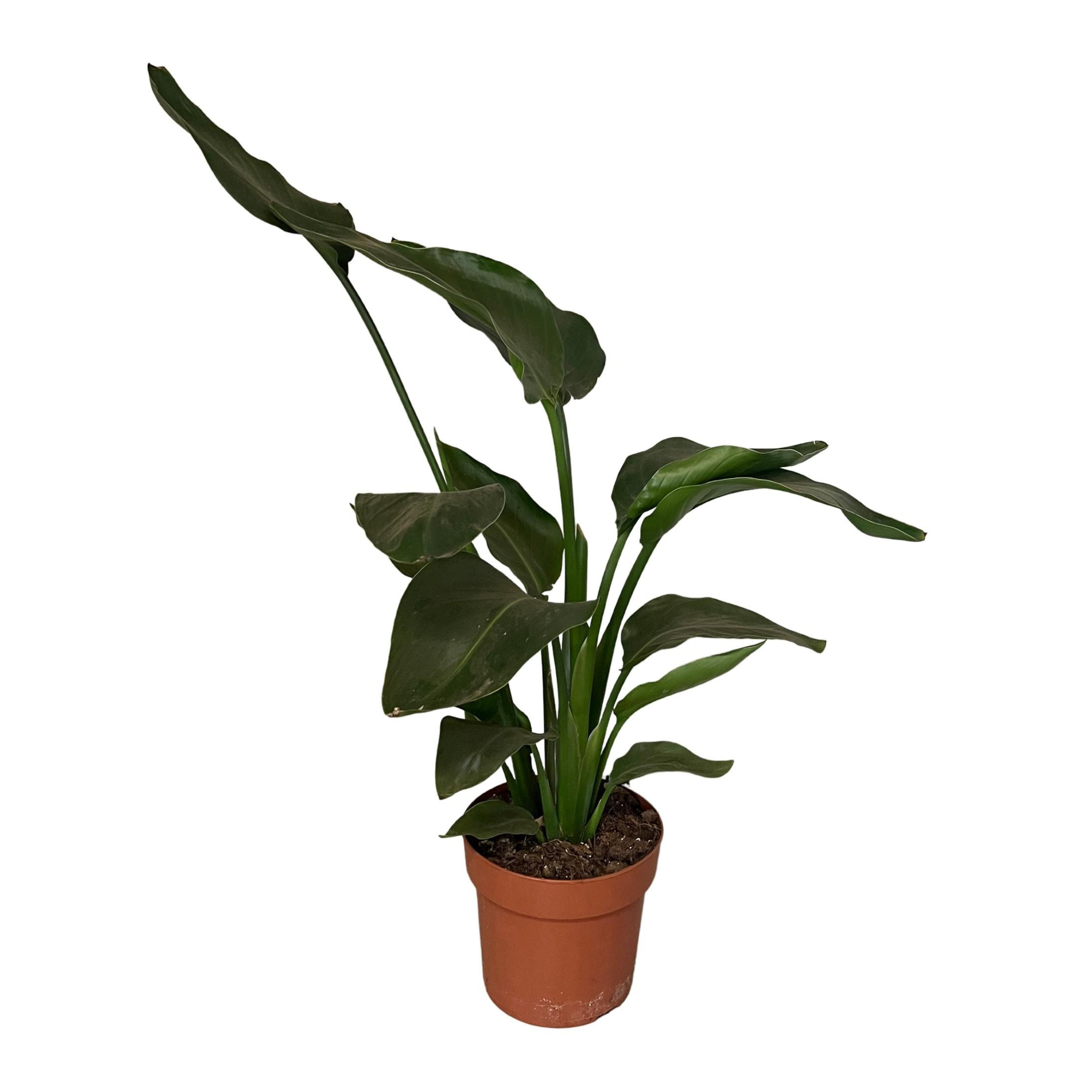 Strelitzia Nicolai | ↕65 cm | Ø17 cm