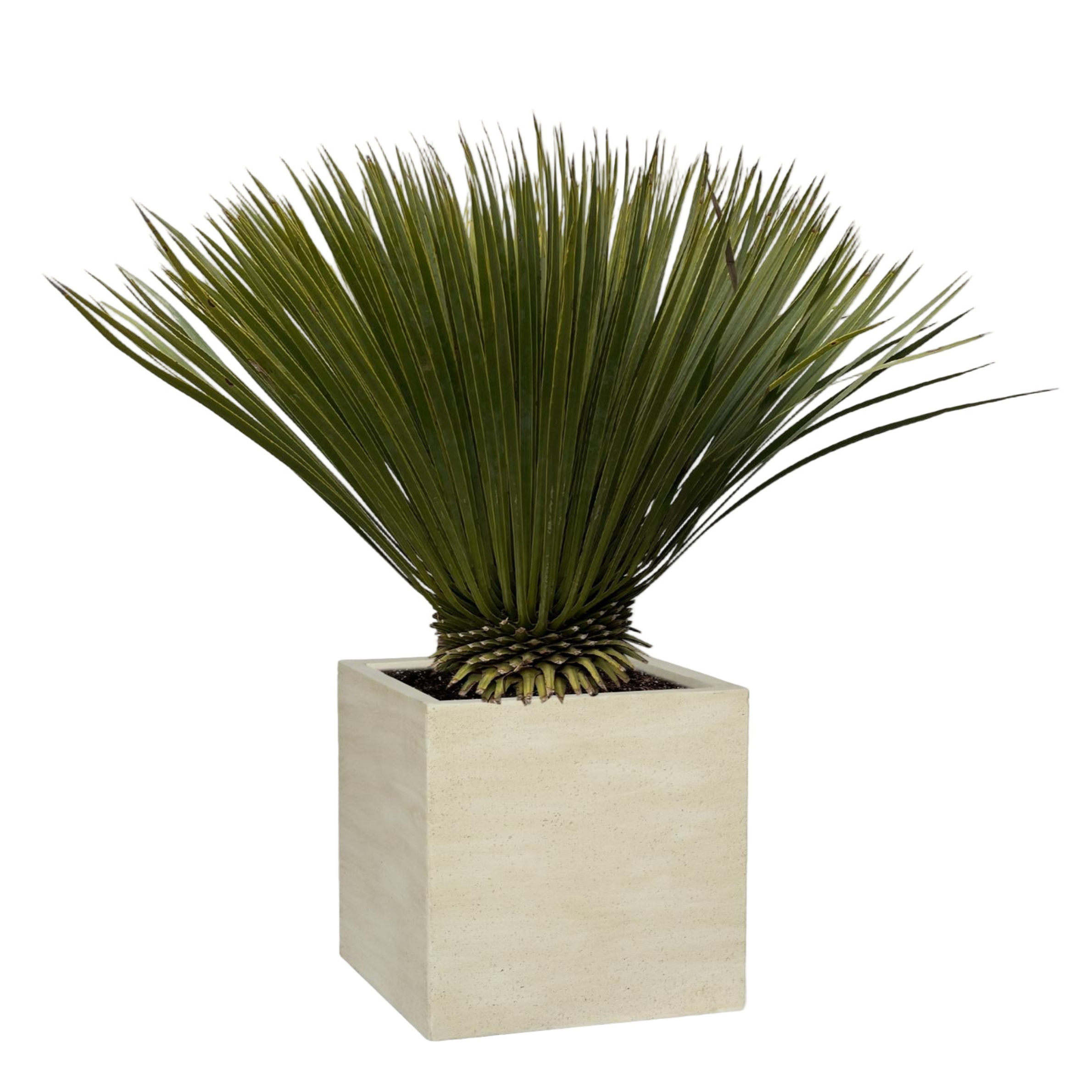 Yucca Rostrata | ↕70 cm | Ø30 cm