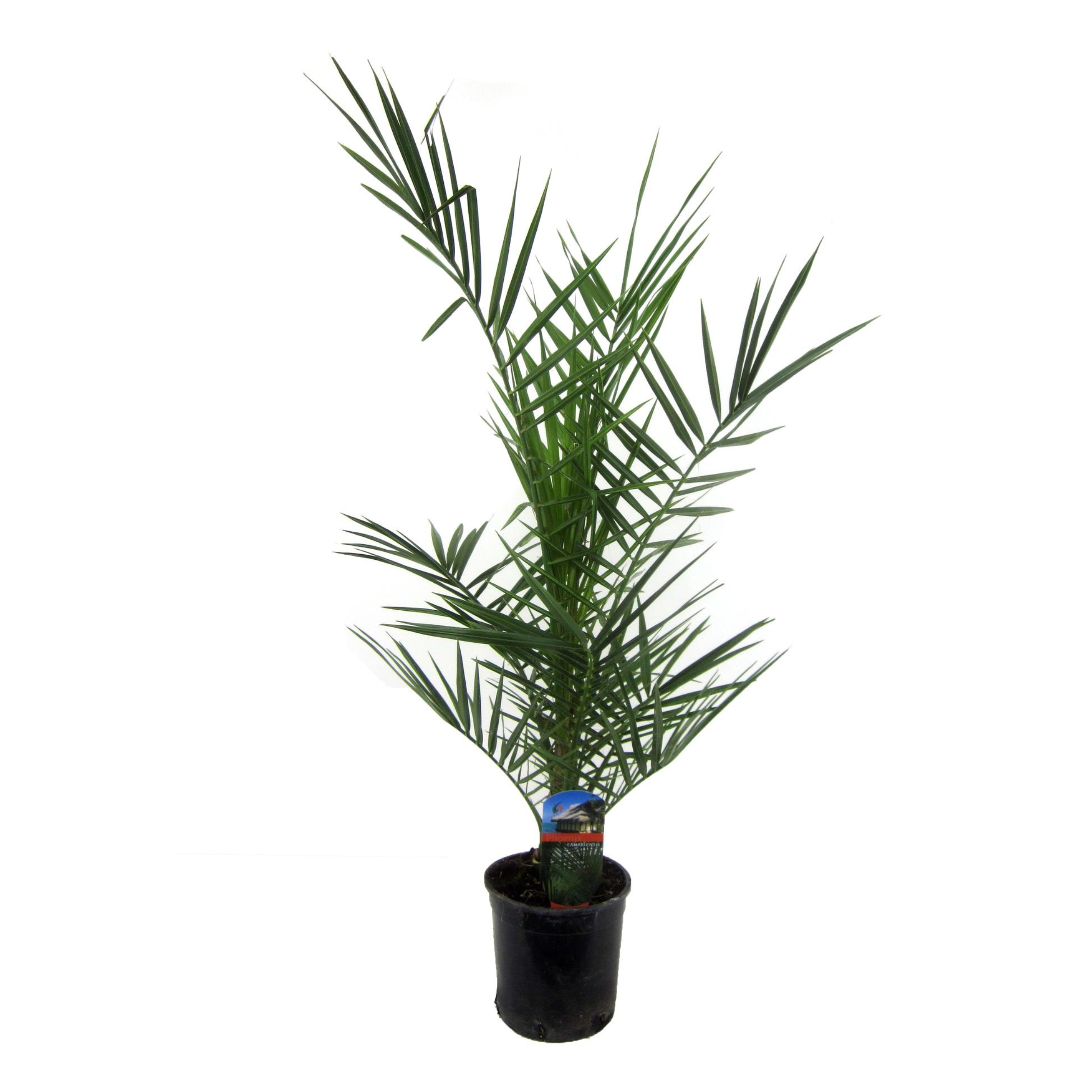 Phoenix Canariensis | ↕80 cm | Ø14 cm