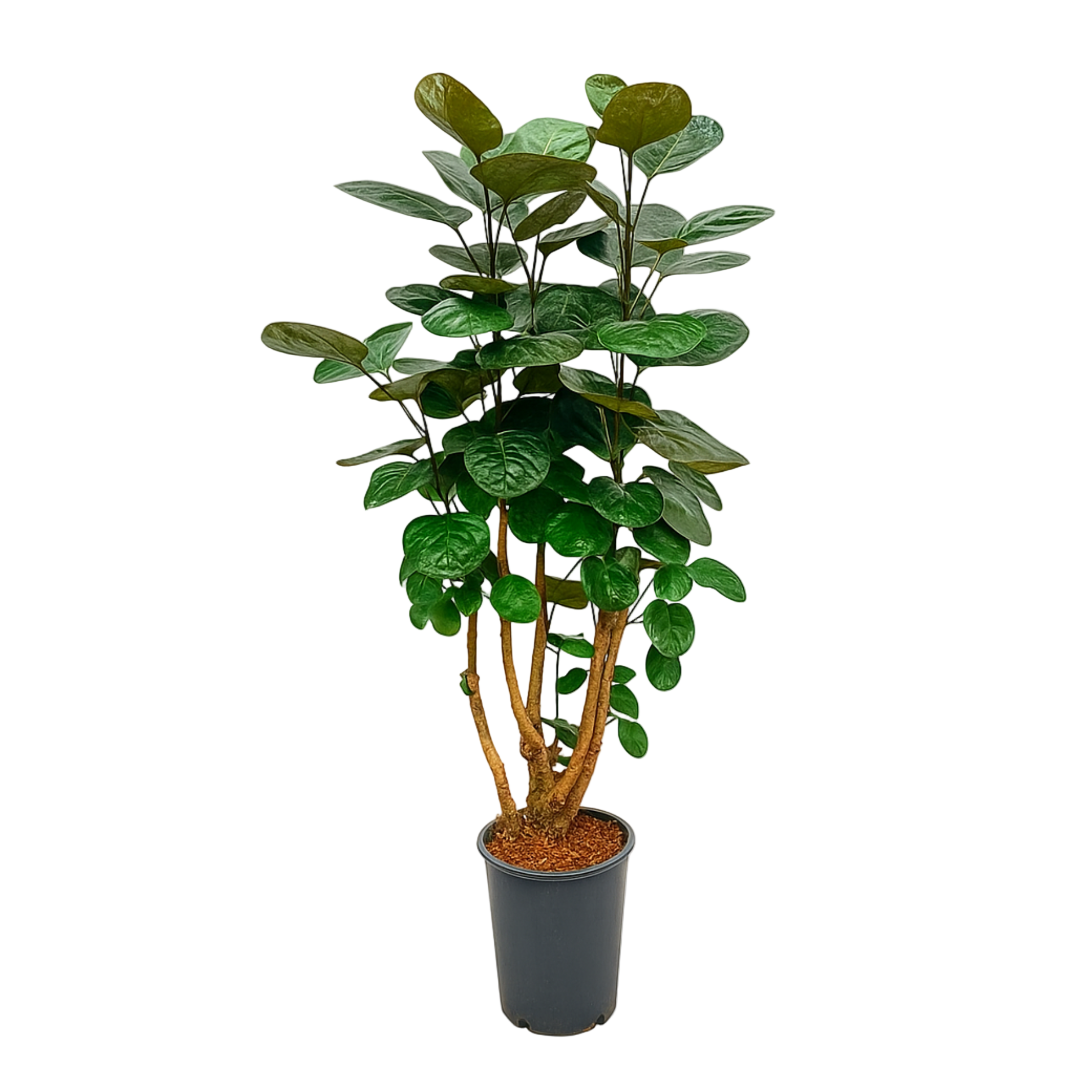 Polyscias Fabian | ↕130 cm | Ø24 cm