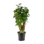 Polyscias Fabian | ↕60 cm | Ø17 cm