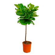 Ficus Lyrata Stam | ↕130 cm | Ø24 cm