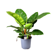 Philodendron Imperial Green | ↕55 cm | Ø19 cm