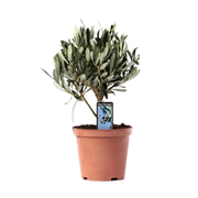 Olea Europaea | ↕21 cm | Ø13 cm
