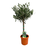 Olea Europaea | ↕60 cm | Ø15 cm
