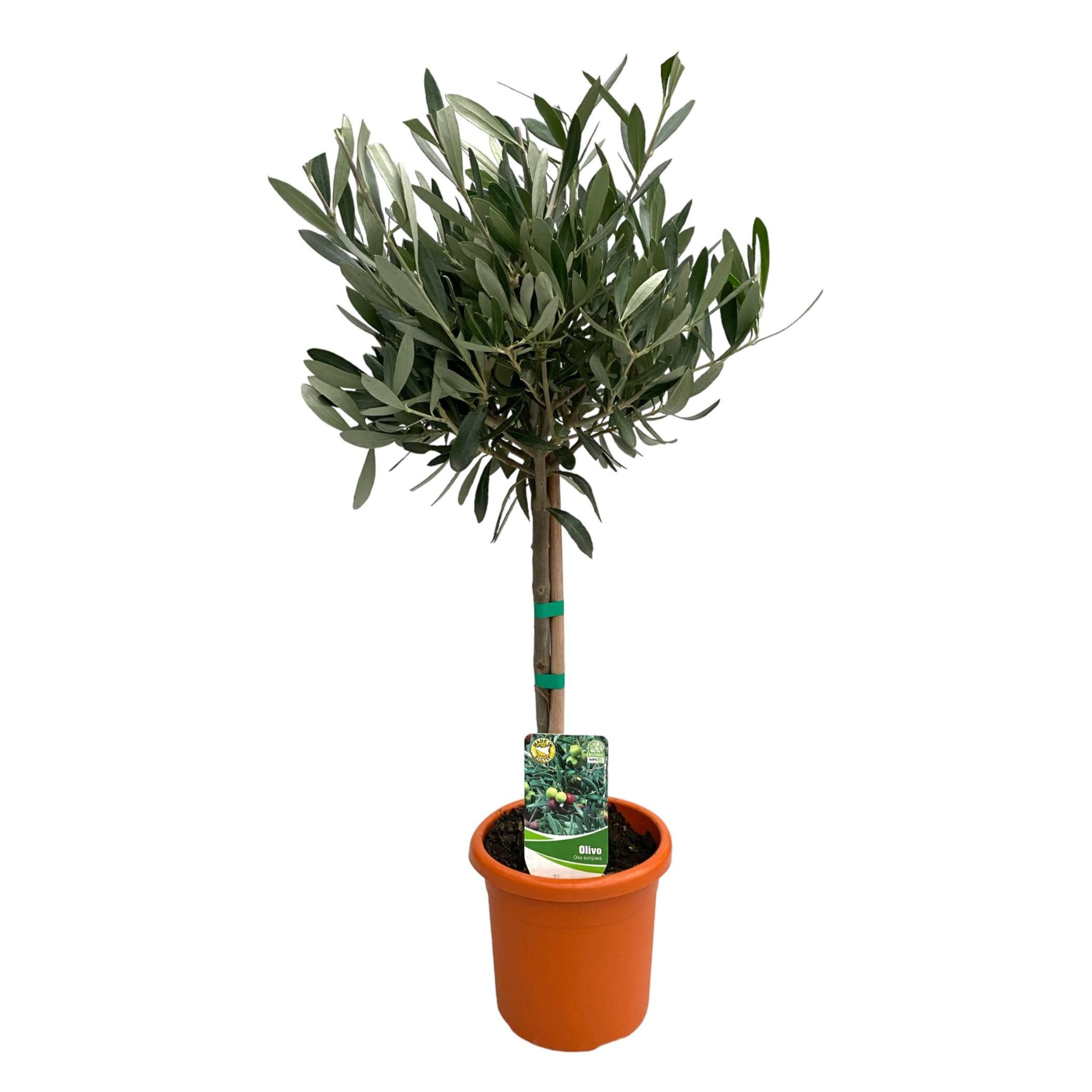 Olea Europaea | ↕60 cm | Ø15 cm