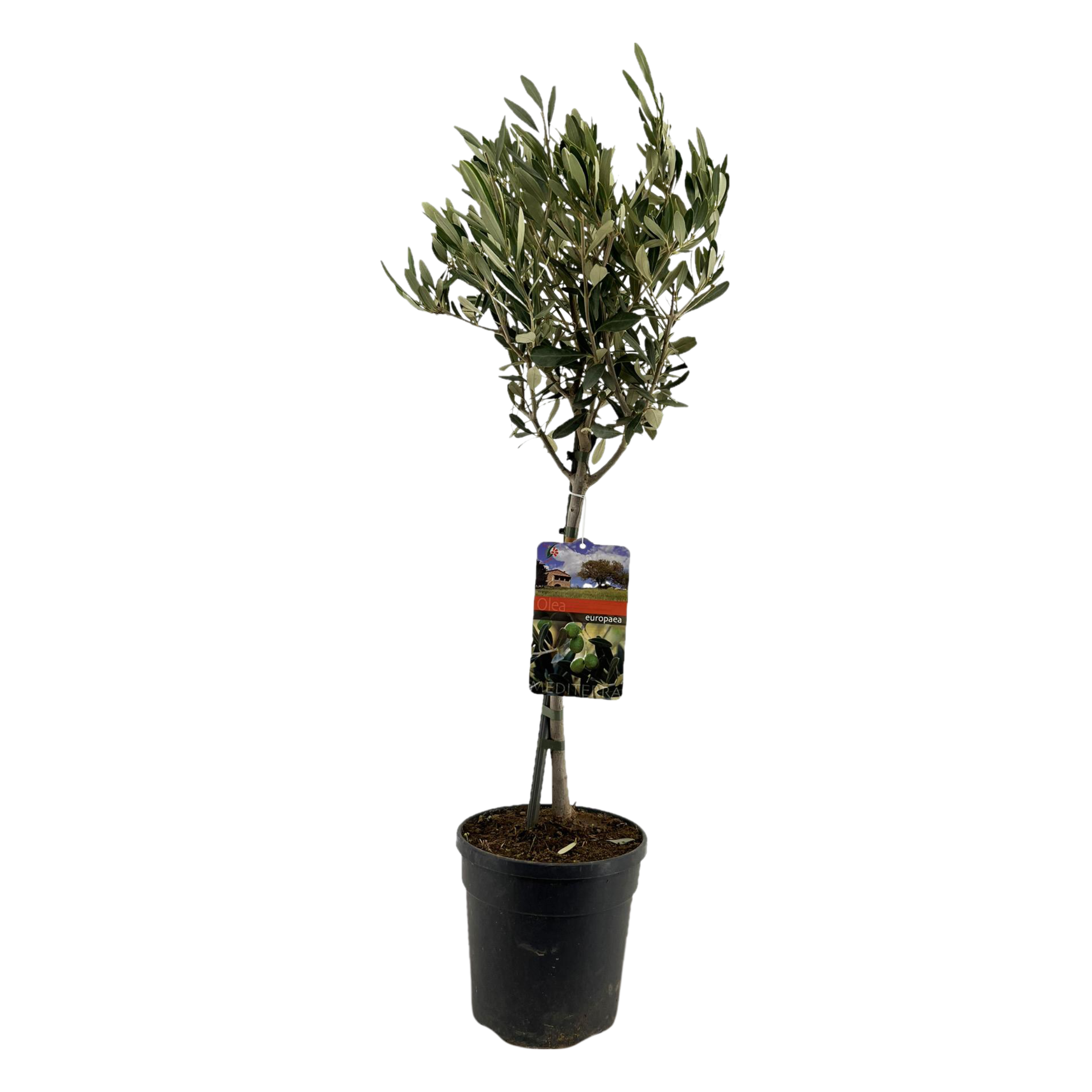 Olea Europaea | ↑90 cm | Ø19 cm