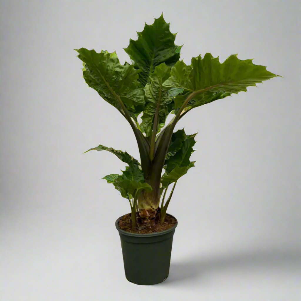 Alocasia Low Raider - 75 cm - Ø26 cm